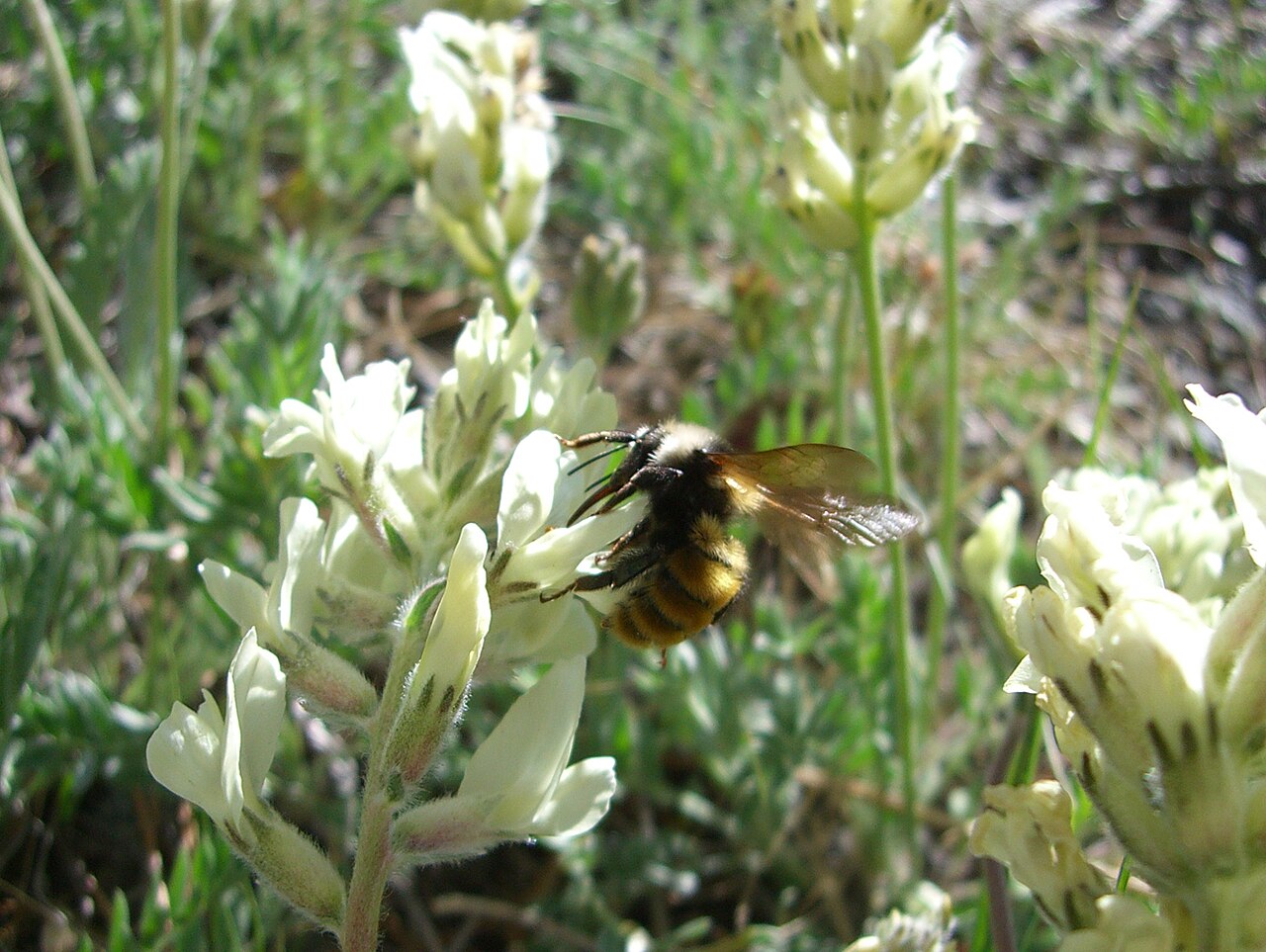 Bighorn Mountains Bumblebee, illustrative activity photo