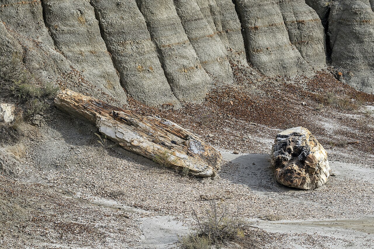 Petrified wood Theodore Roosevelt NP ND1, illustrative photo