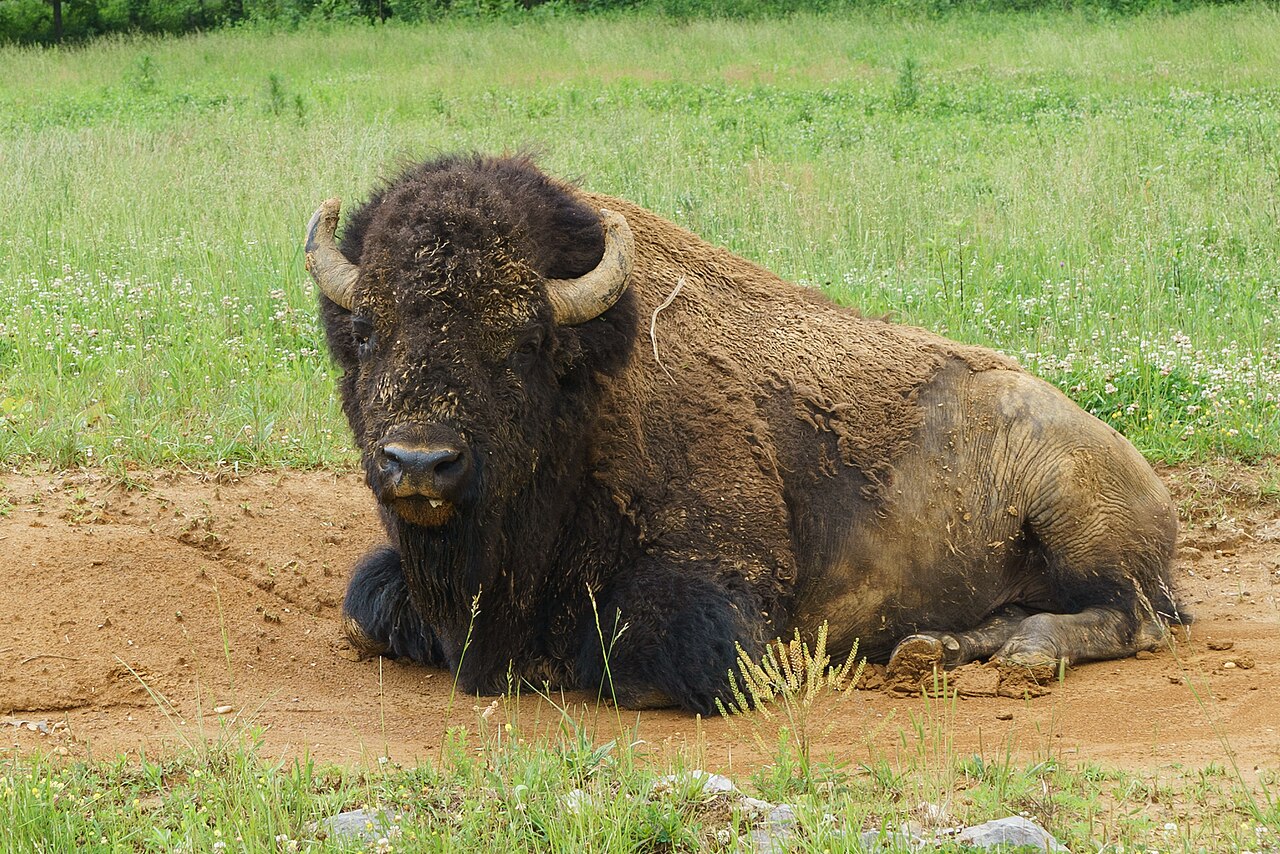 Buffalo bull land between lakes (17985824651), illustrative activity photo