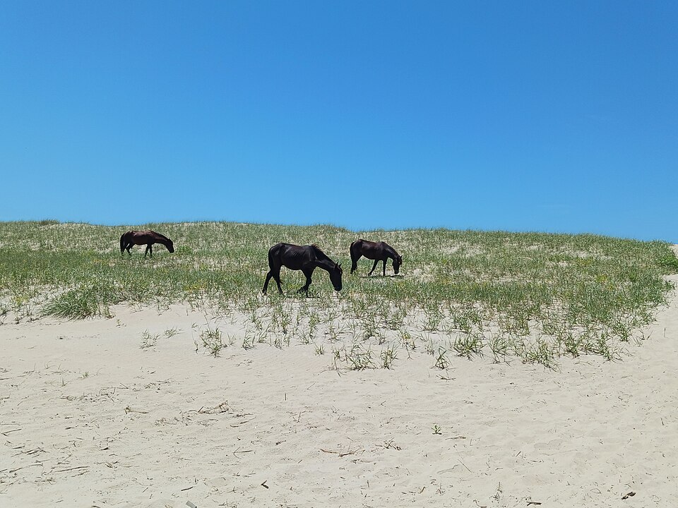 Wild Horses Corolla Beach North Carolina 02, illustrative activity photo