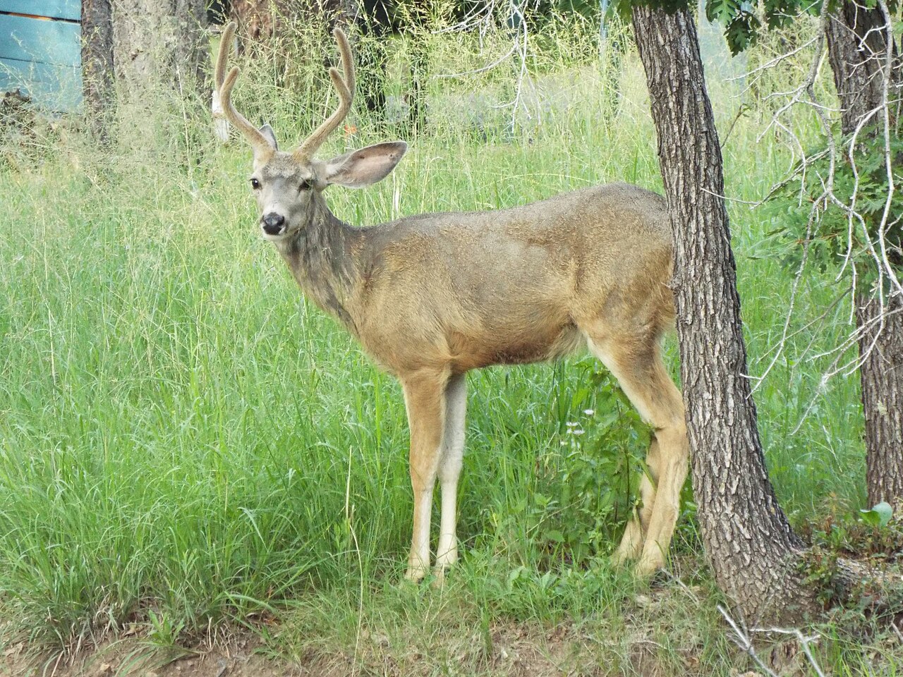 Mule Deer, Upper Canyon, Ruidoso, New Mexico, August 31, 2018 (43479211465), illustrative activity photo