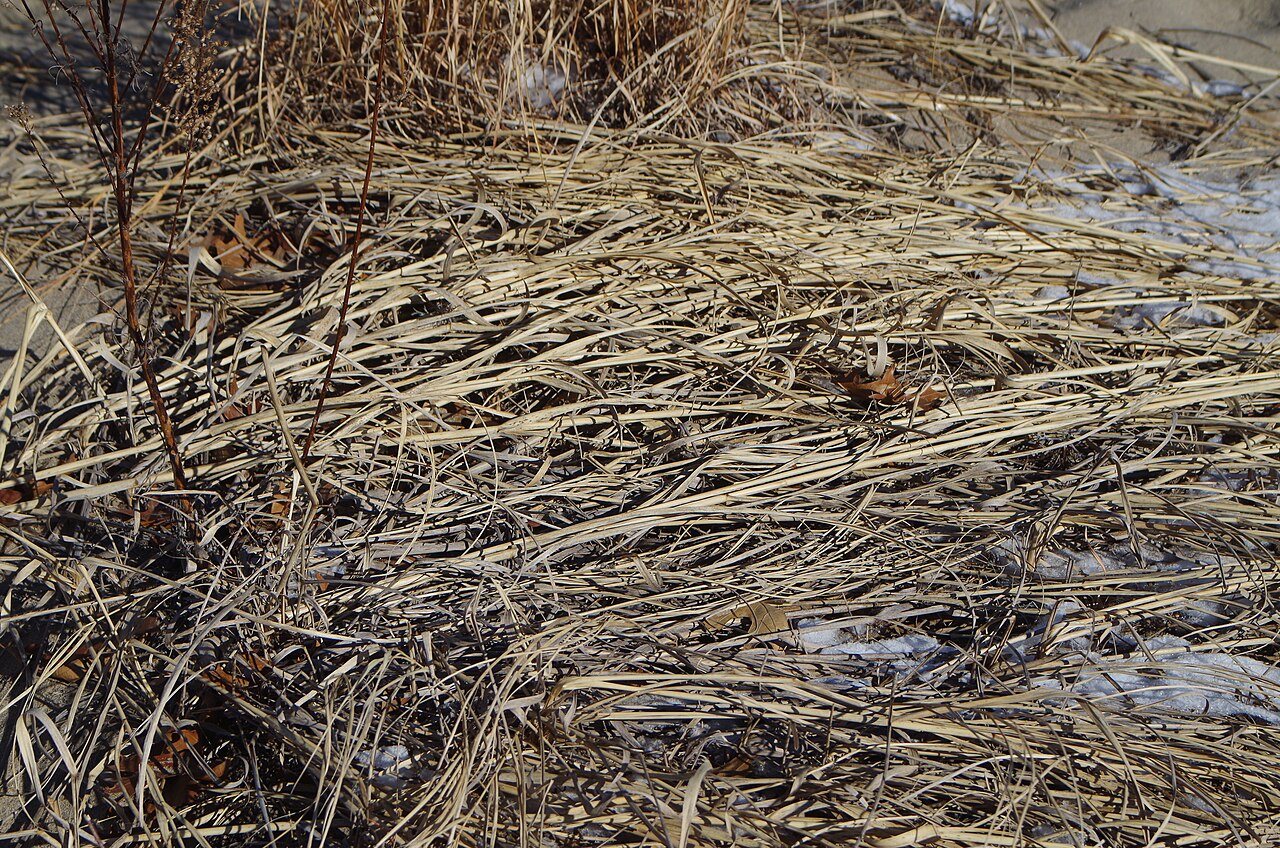 Illinois Beach State Park - 16343452224, illustrative photo