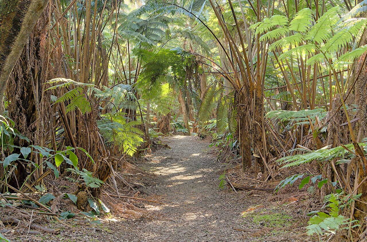 Crater Rim Trail, Hawaiʻi Volcanoes National Park (DSC00515), illustrative activity photo