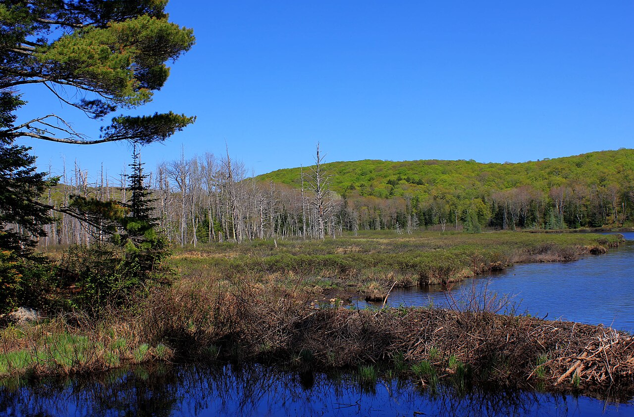 Gfp-michigan-porcupine-mountains-state-park-by-lily-pond, illustrative activity photo