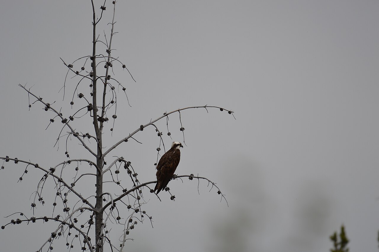 Osprey at Grand Teton National Park (27270716585), illustrative activity photo