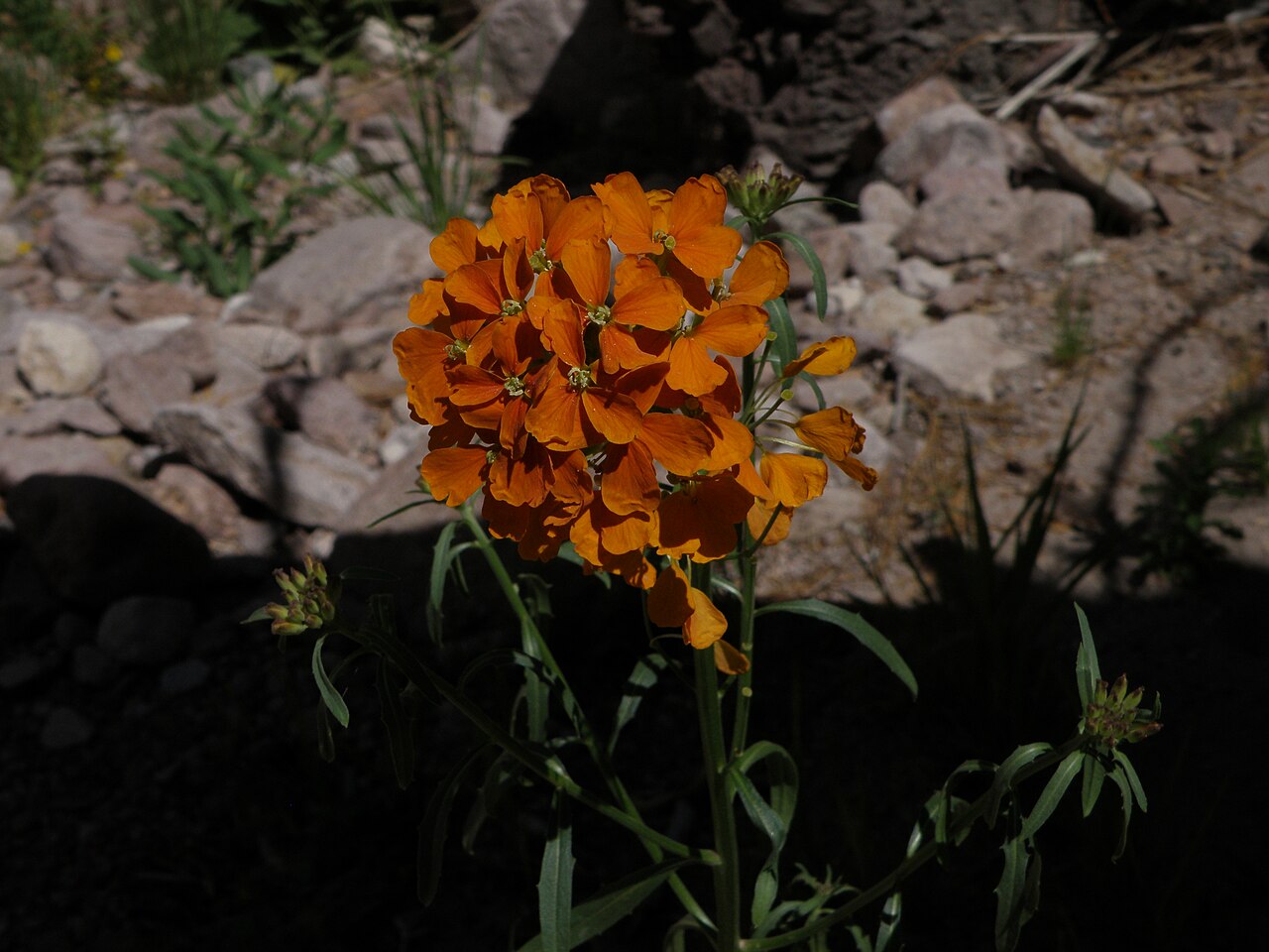 Wallflower in Gila Wilderness (8726014861), illustrative activity photo