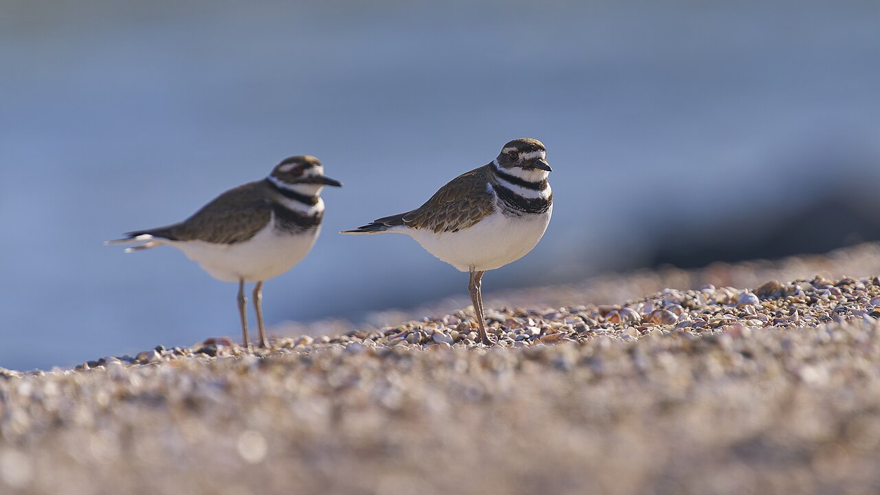 20250321 killdeer hammonasset beach sp PD202810, illustrative photo