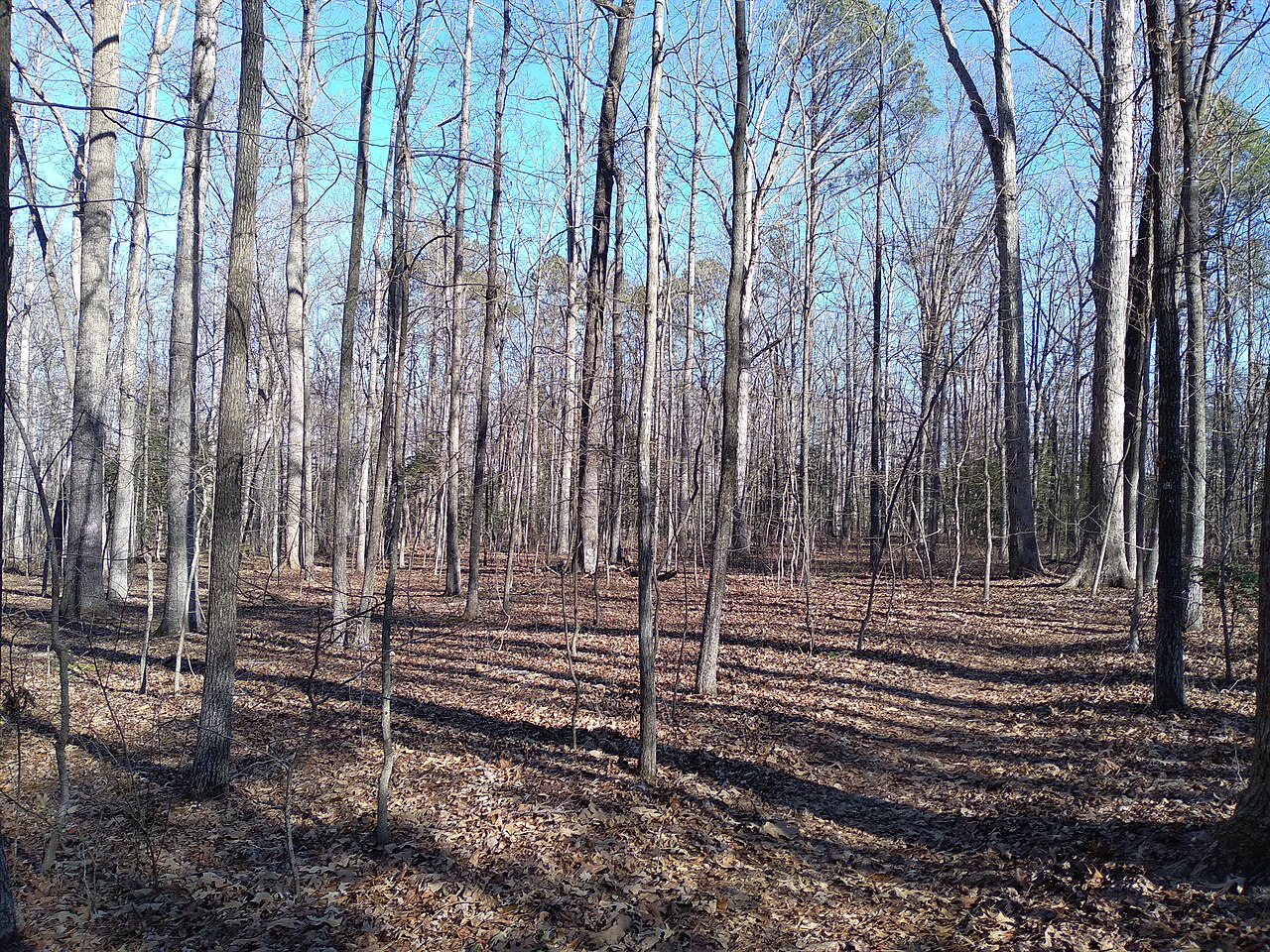 George Washington National Forest, Virginia 3 - by J.D. Savanyu, illustrative photo