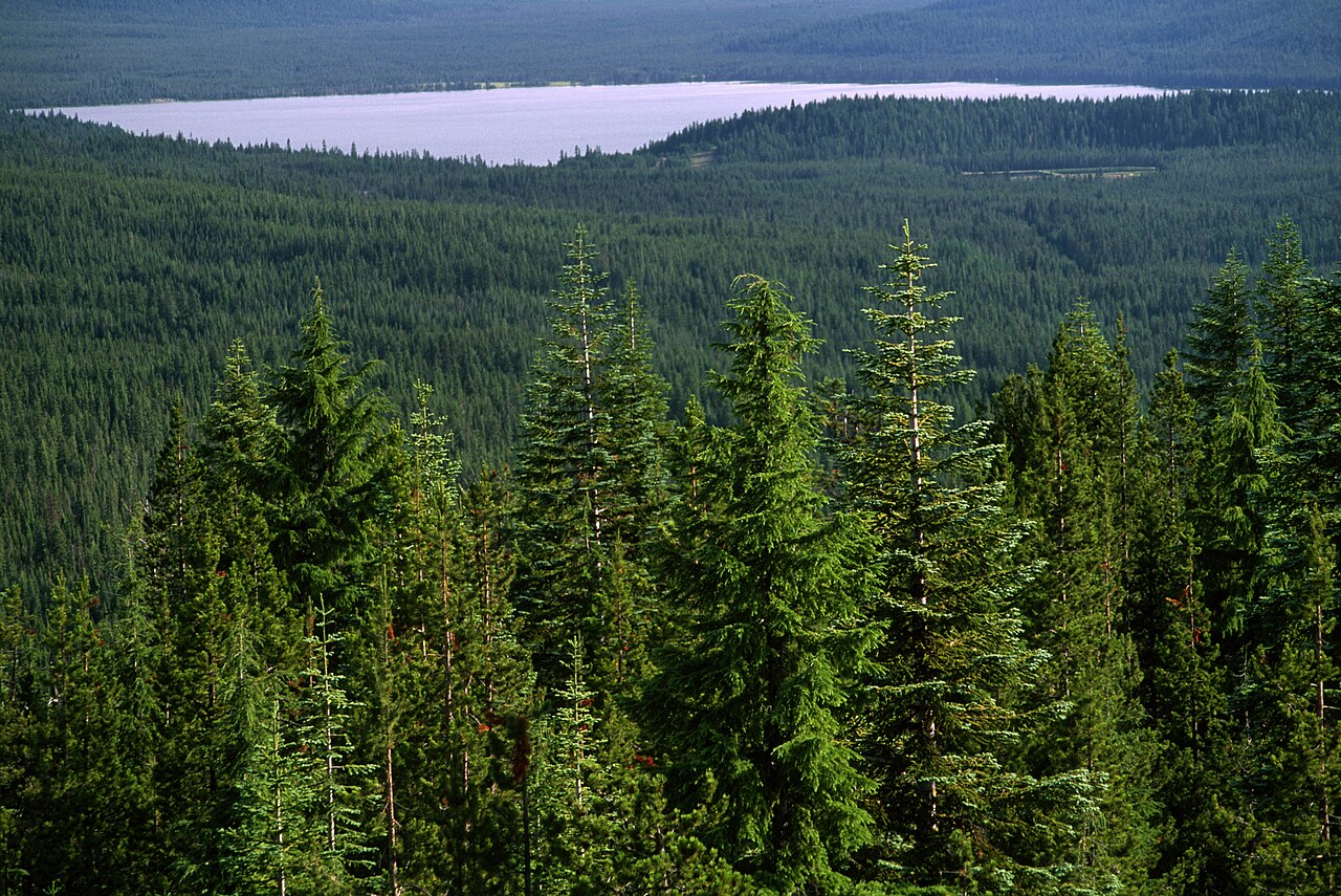Lake and Forest, Umpqua National Forest-2 (35681932813), illustrative activity photo