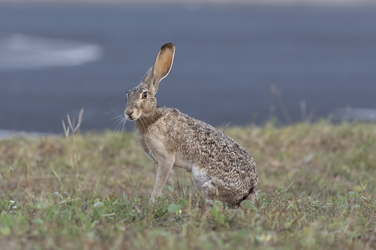 Black-tailed Jack Rabbit (Lepus californicus), illustrative activity photo