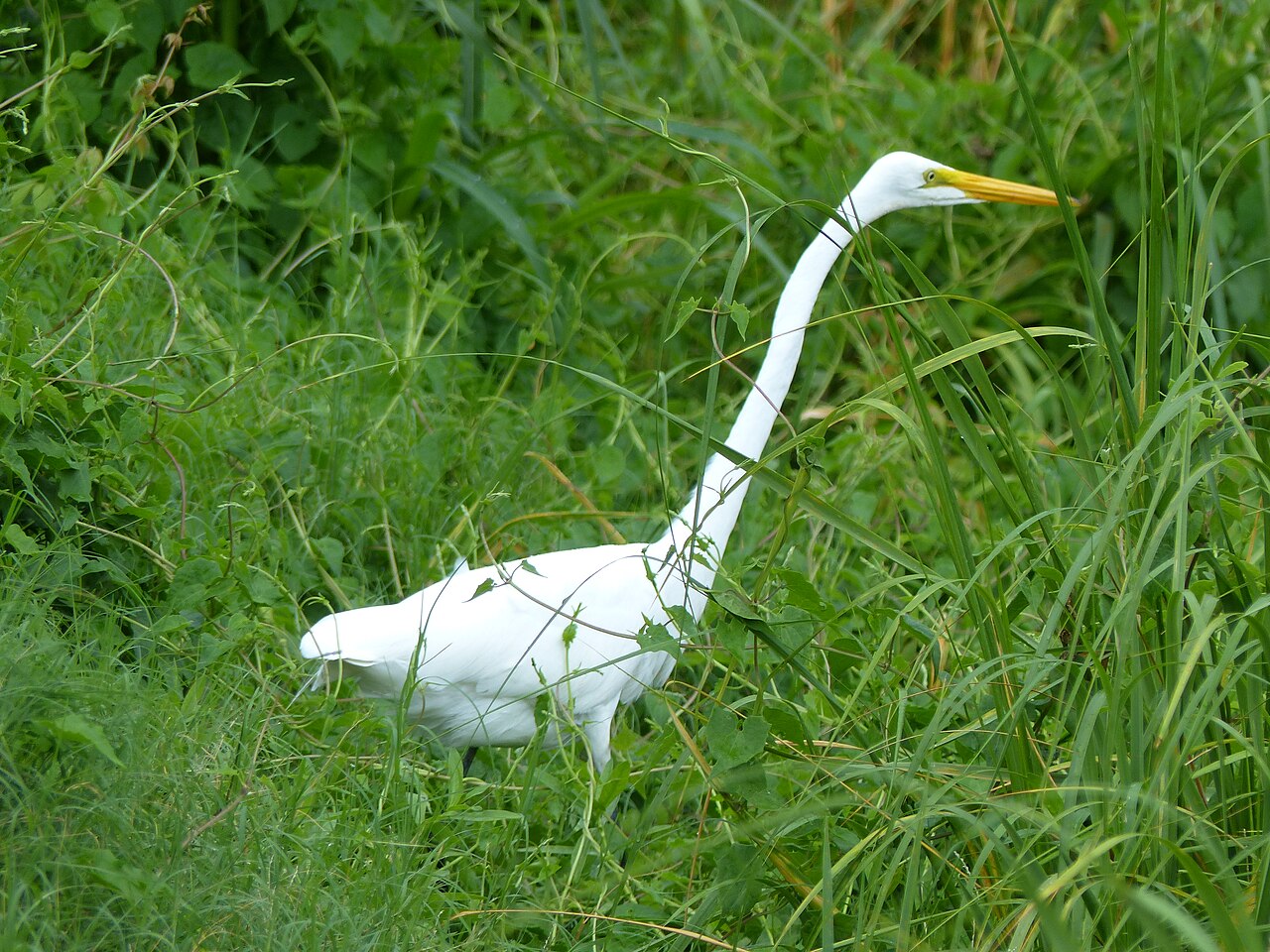 Great Egret at Kiawah Island, South Carolina (35991065170), illustrative activity photo
