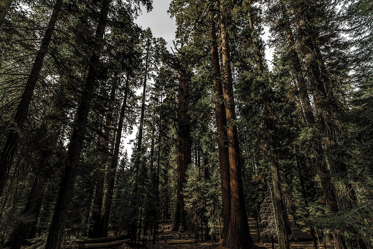 Sequoia Trees at Sequoia National Park, illustrative activity photo
