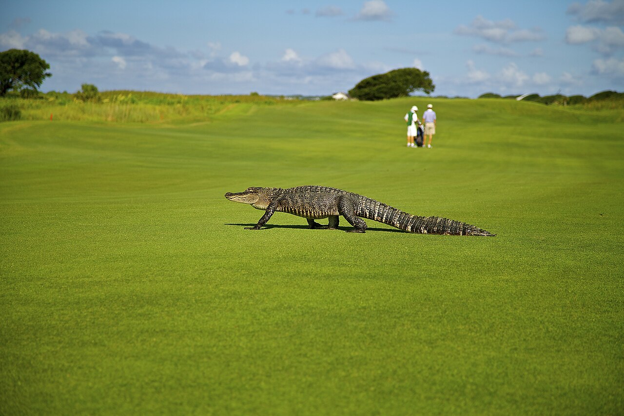Kiawah Gator, illustrative activity photo