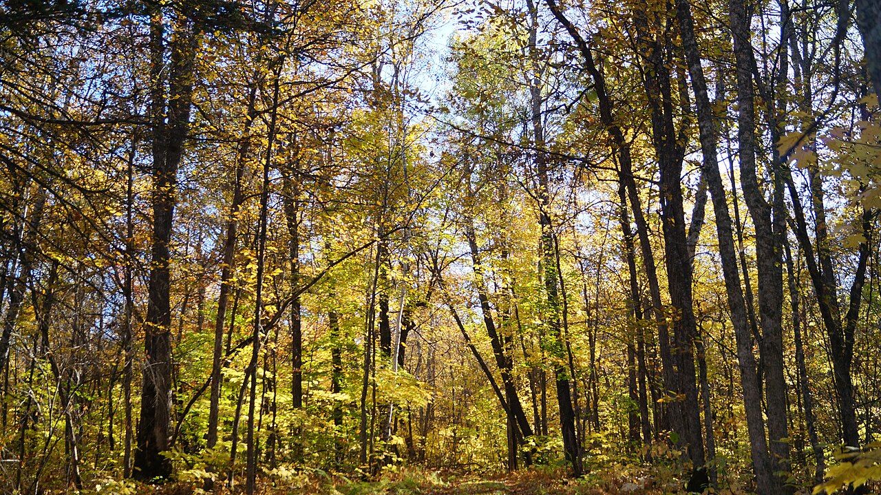 Itasca State Park, October 2022 DSC07185, illustrative photo