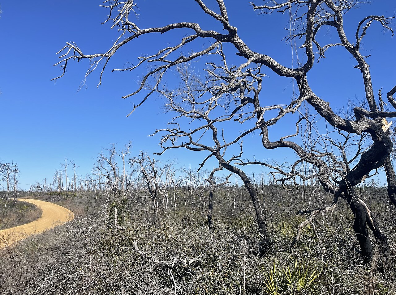 Ocala National Forest hurricane damage, illustrative activity photo