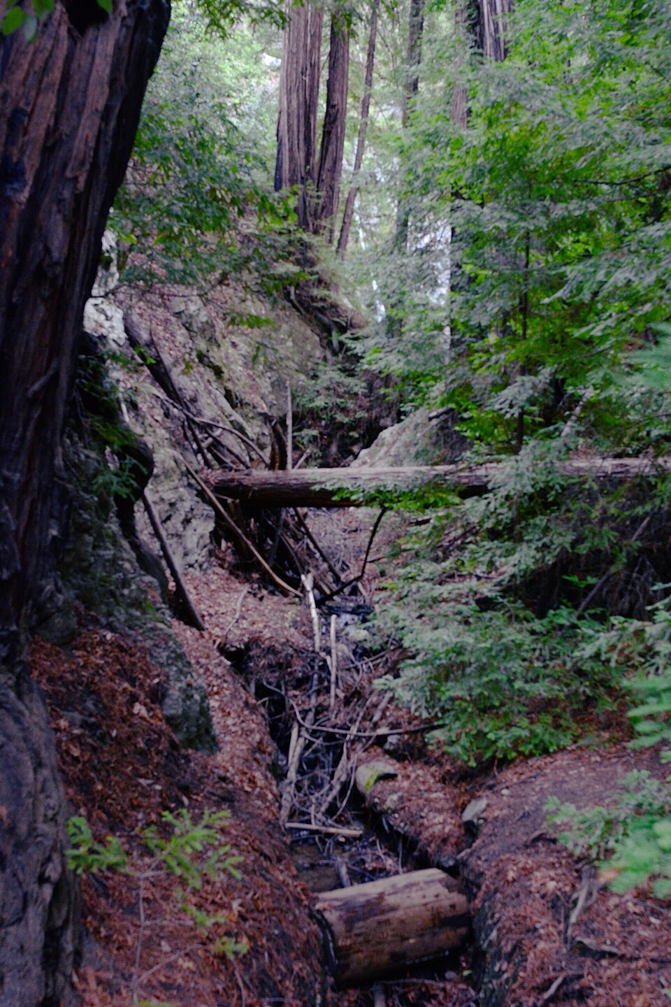 Pfeiffer Big Sur State Park Valley View Trail 03 — illustrative photo, not partner inventory