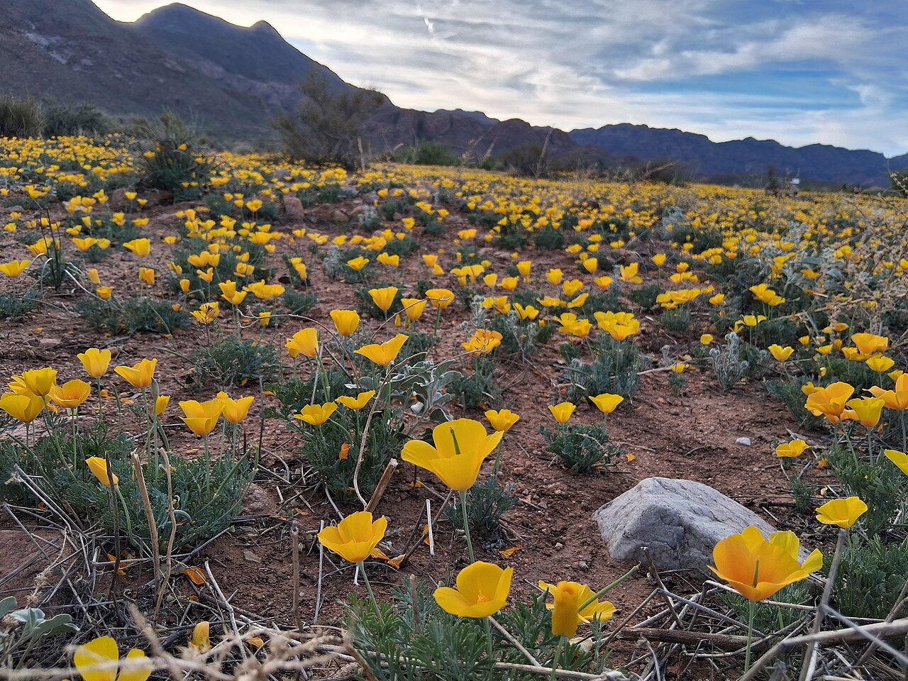 Poppies and Franklin Mountains in the Northeast El Paso, TX March 2026 03 — illustrative photo, not partner inventory