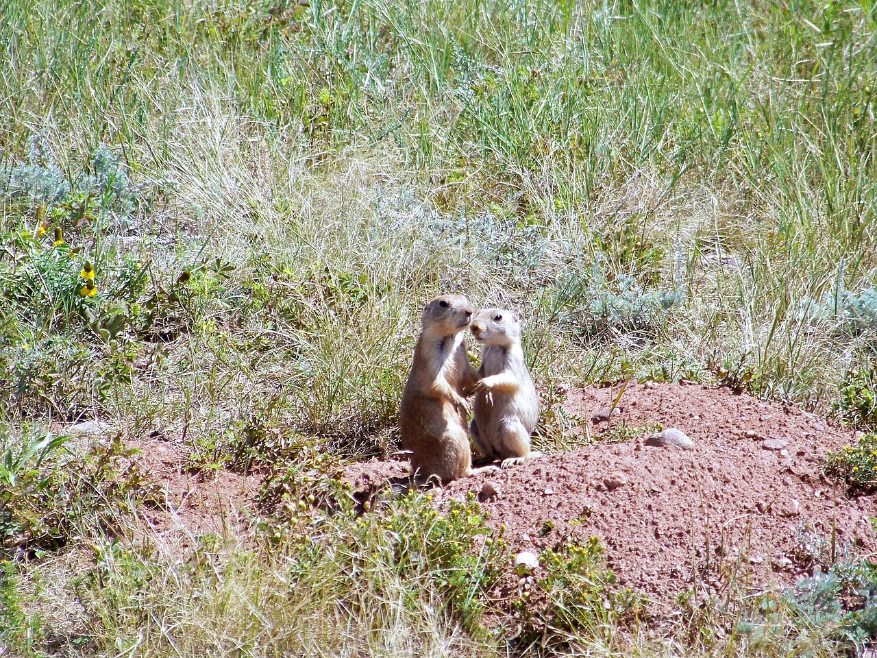 Cynomys ludovicianus (black-tailed prairie dogs) (Wind Cave National Park, Black Hills, South Dakota, USA) 3, illustrative activity photo