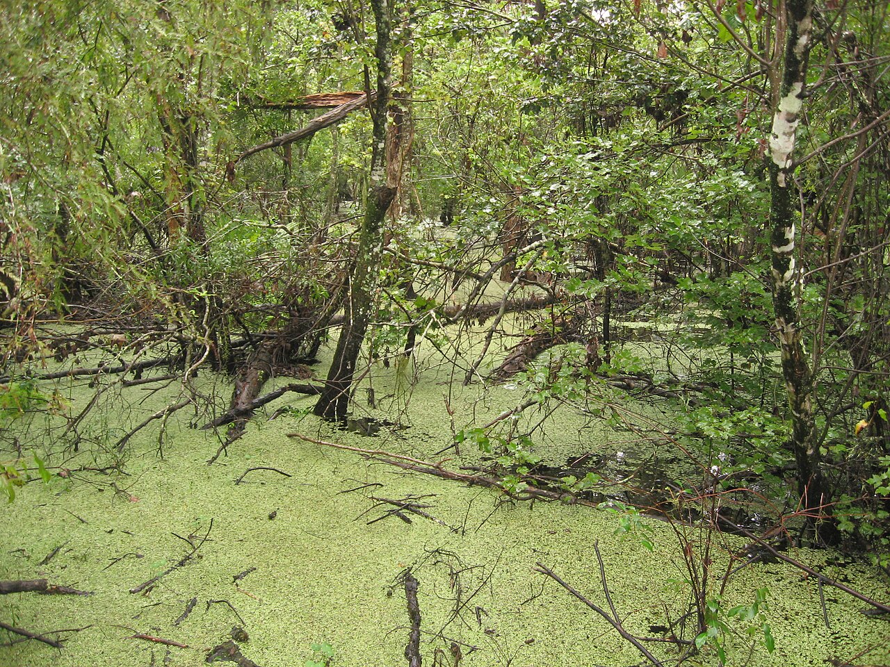 Barataria Preserve, Jean Lafitte National Historical Park and Preserve, Louisiana (51), illustrative activity photo