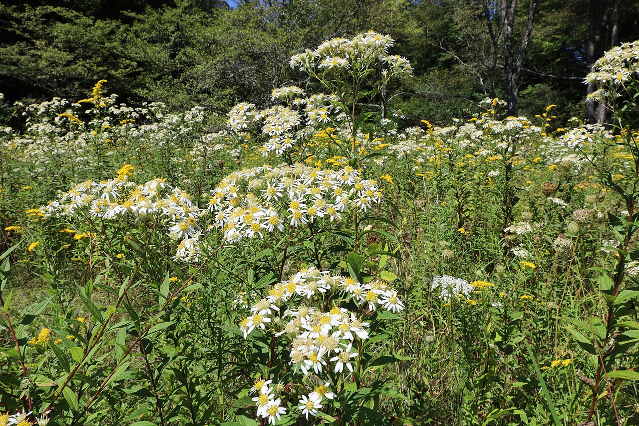 Flowers of Canaan Valley 2021f, illustrative activity photo