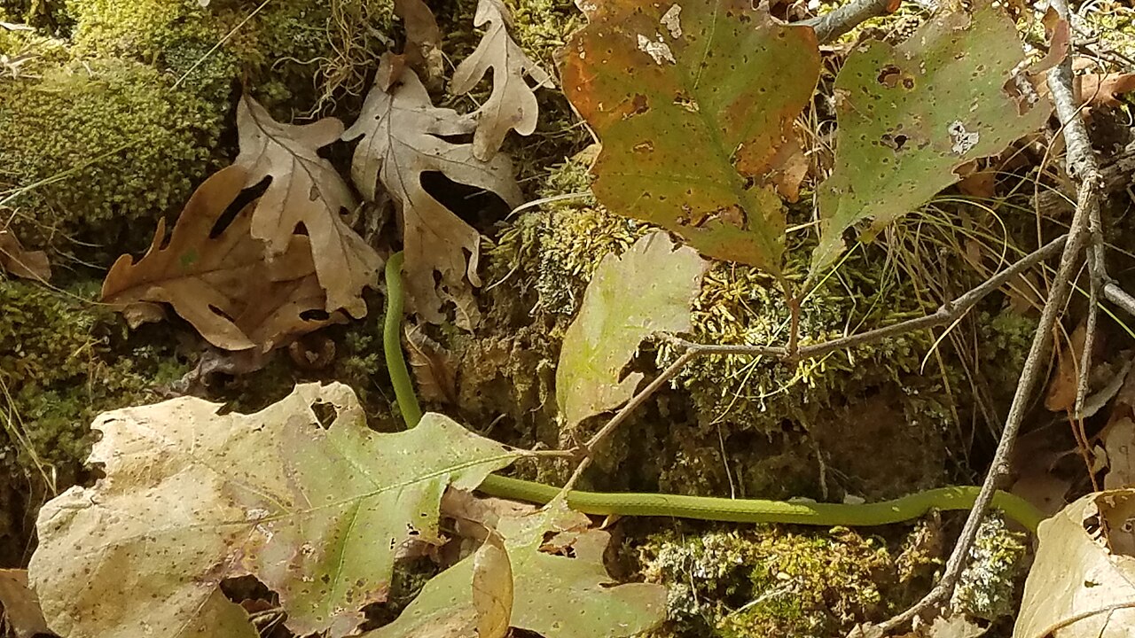 Shawnee national Forest (49019896163), illustrative activity photo