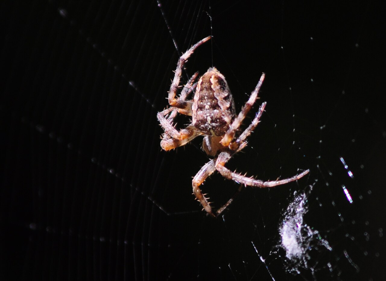 Forest Park, Portland, Oregon - spider 04A — illustrative photo, not partner inventory