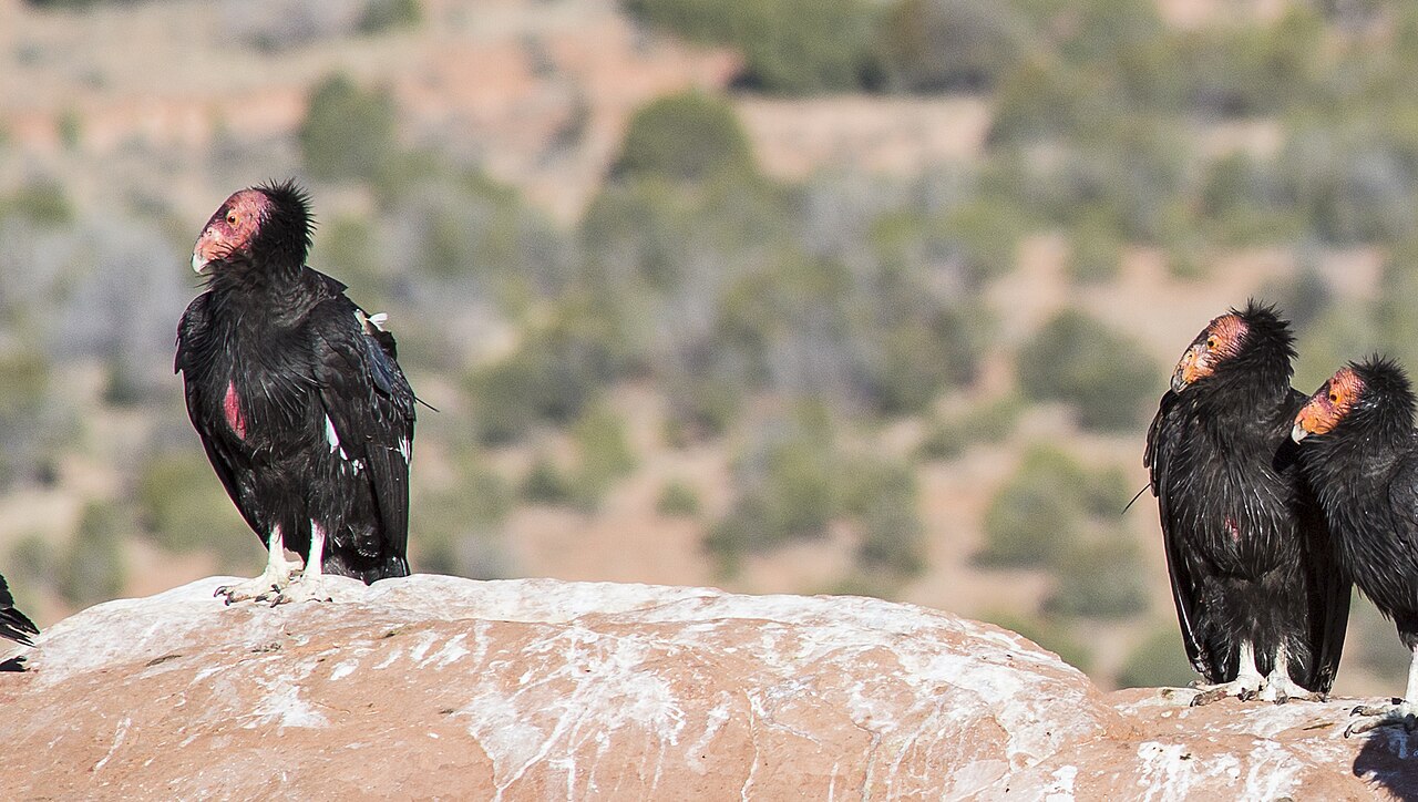 Condors stand on a rock at Vermilion Cliffs (26606395162), illustrative activity photo