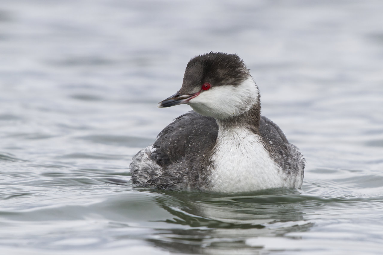 Horned Grebe (Podiceps auritus) in winter plumage, Scarborough Marsh, Maine, USA, illustrative photo
