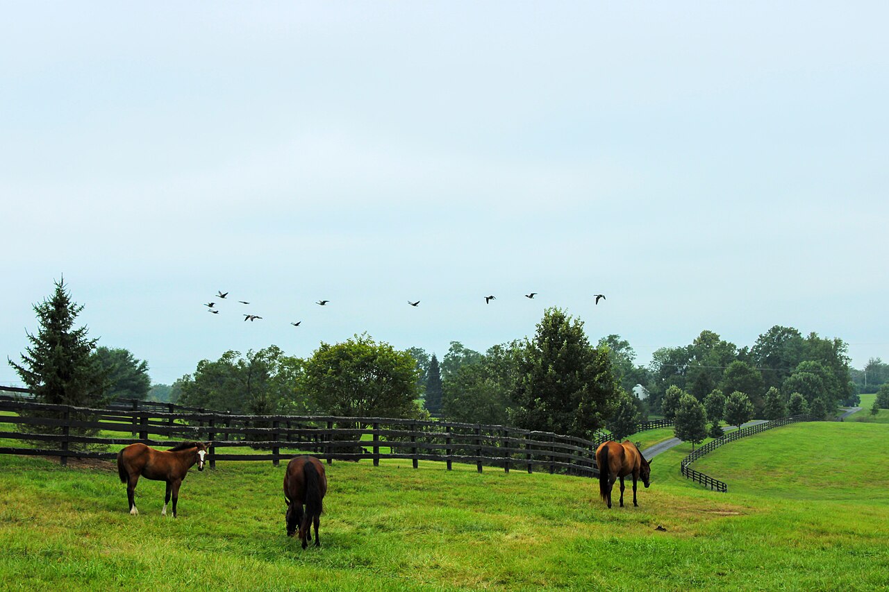 A horse farm in Lexington, Kentucky, illustrative activity photo