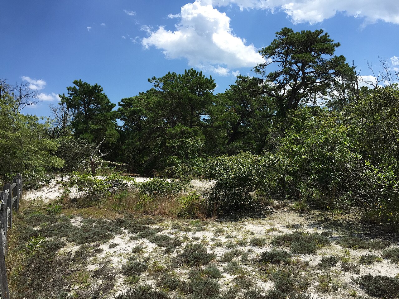 2016-08-14 13 26 30 Grove of Pitch Pine along the Reed's Road Maritime Forest Trail in Island Beach State Park, New Jersey, illustrative activity photo