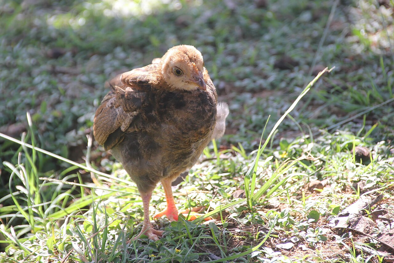 Kauai Feral Chick 6135r, illustrative activity photo