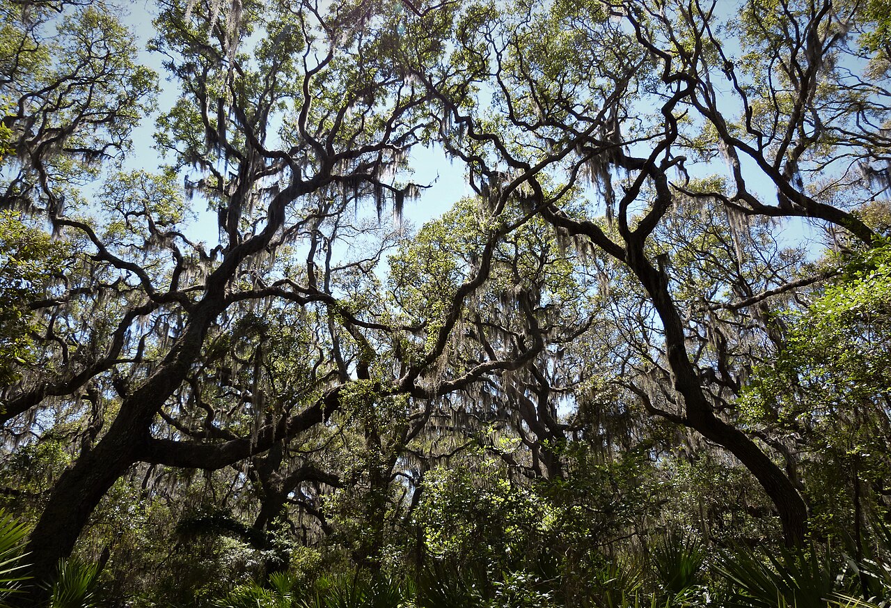 Cumberland Island (26615744029), illustrative activity photo