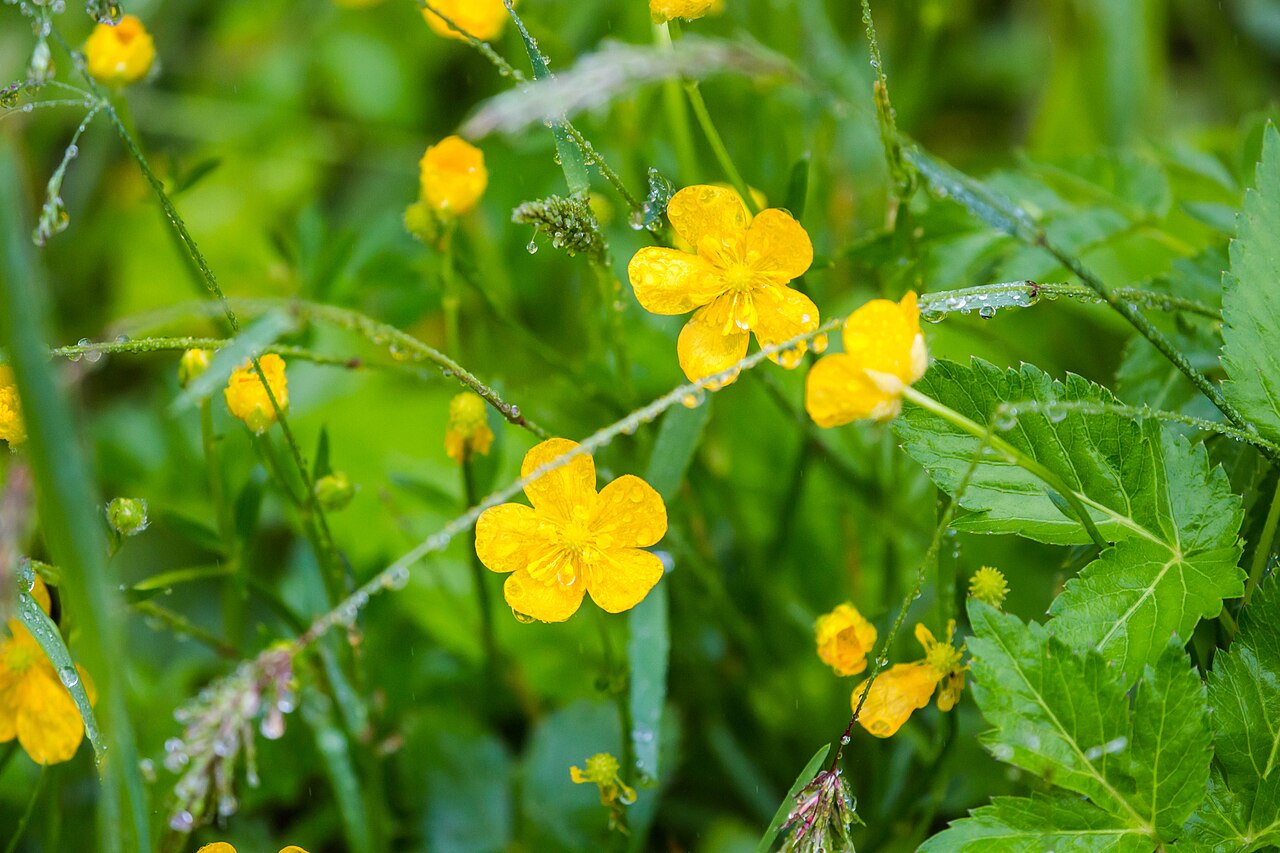 Ranunculus sp. (Pisgah National Forest), illustrative activity photo