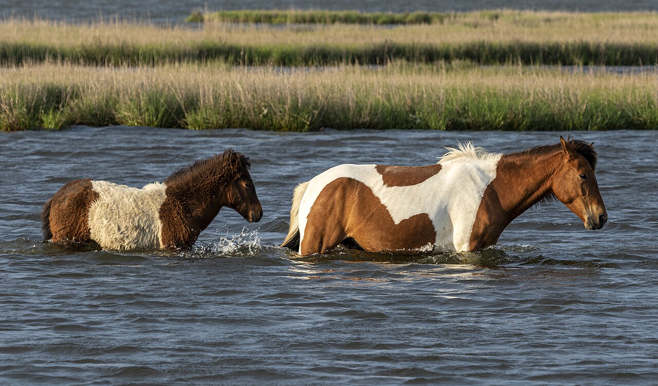 Assateague pony and foal MD1, illustrative photo