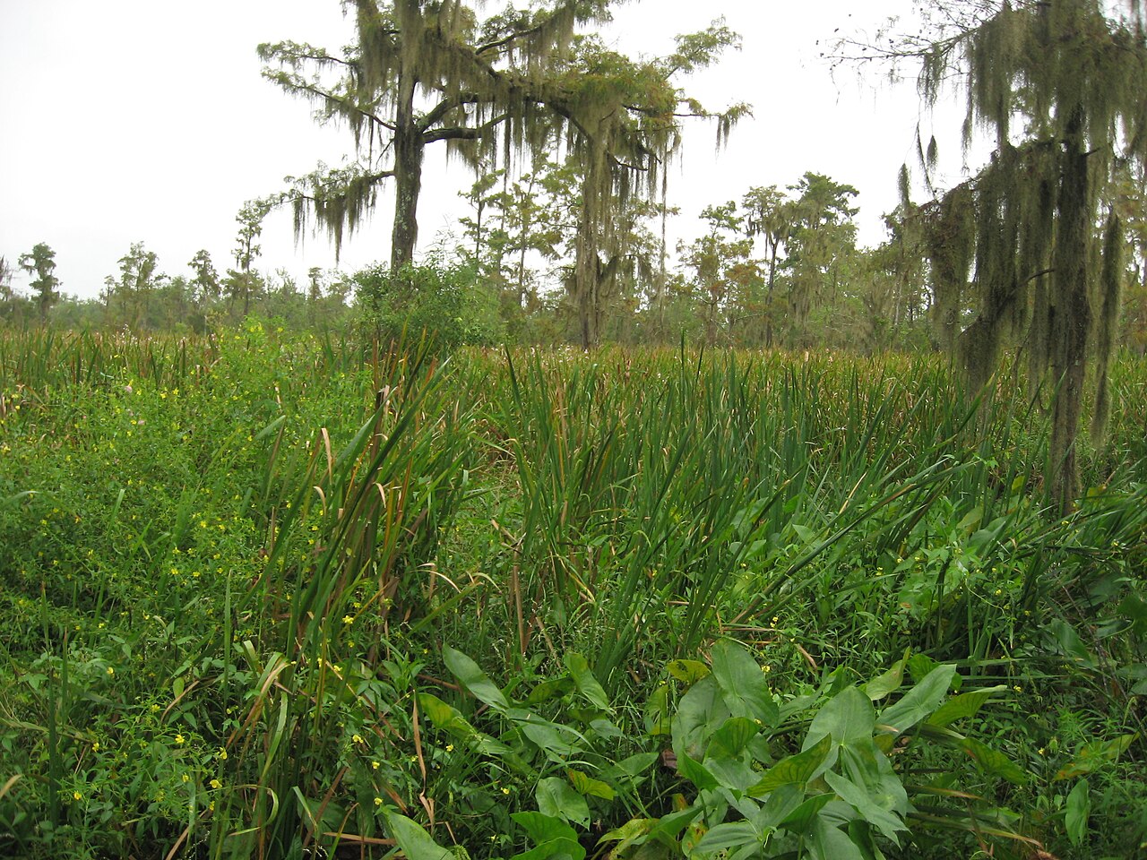 Barataria Preserve, Jean Lafitte National Historical Park and Preserve, Louisiana (9), illustrative activity photo