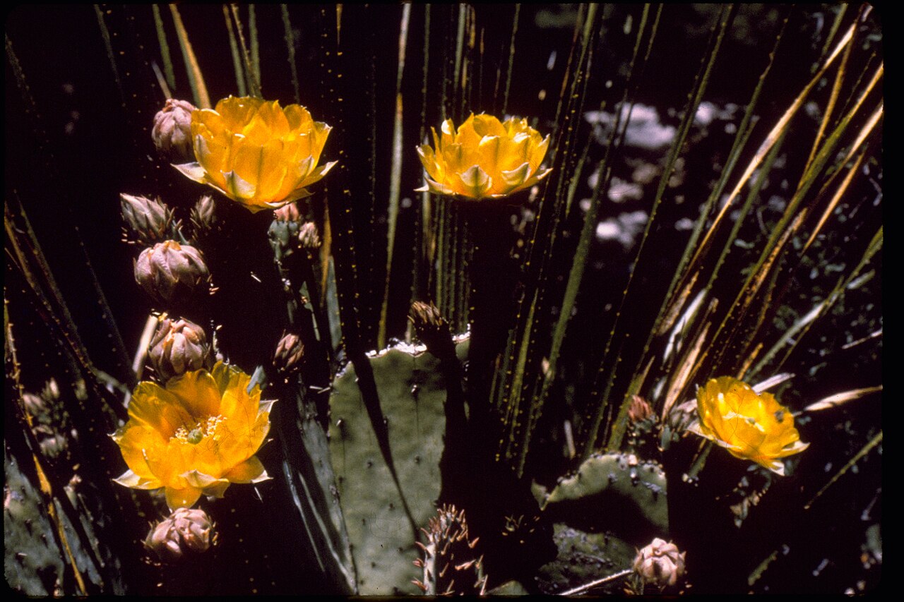 Opuntia engelmannii - Guadalupe Mountains National Park GUMO3341, illustrative activity photo