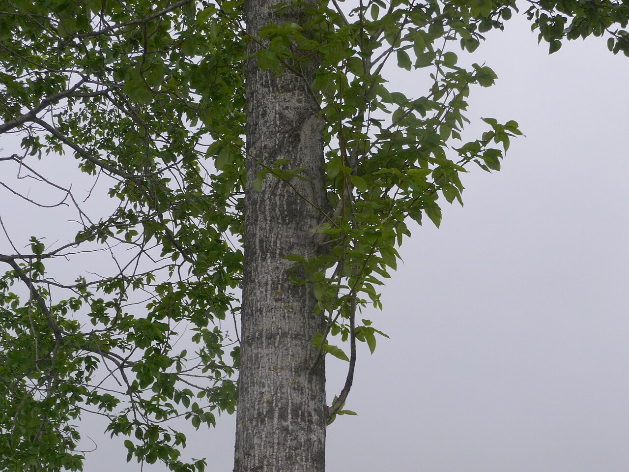 Populus tremula var sieboldii in Hokkaido-1, illustrative activity photo