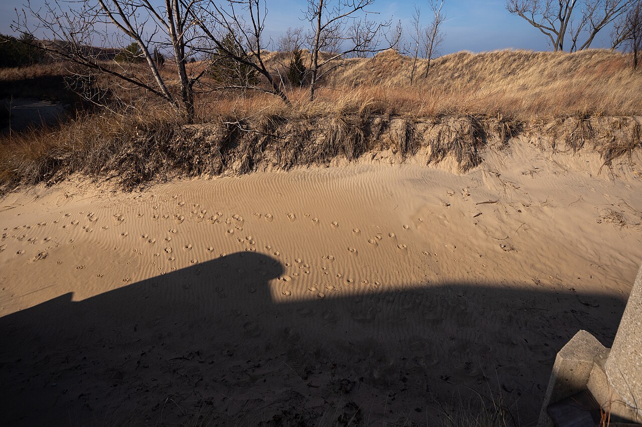 Indiana Dunes National Park (50220457518), illustrative photo