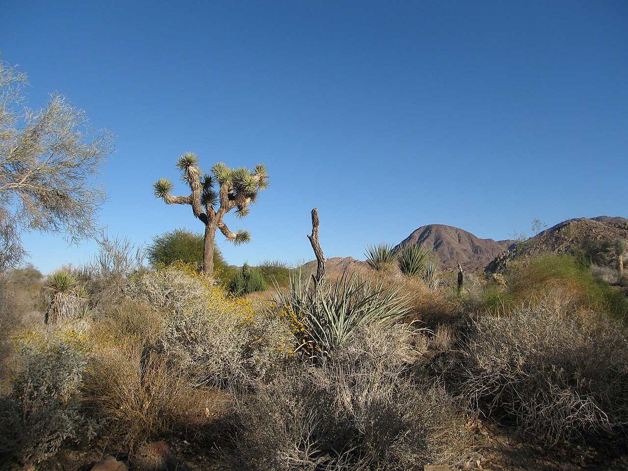 Living desert — illustrative photo, not partner inventory