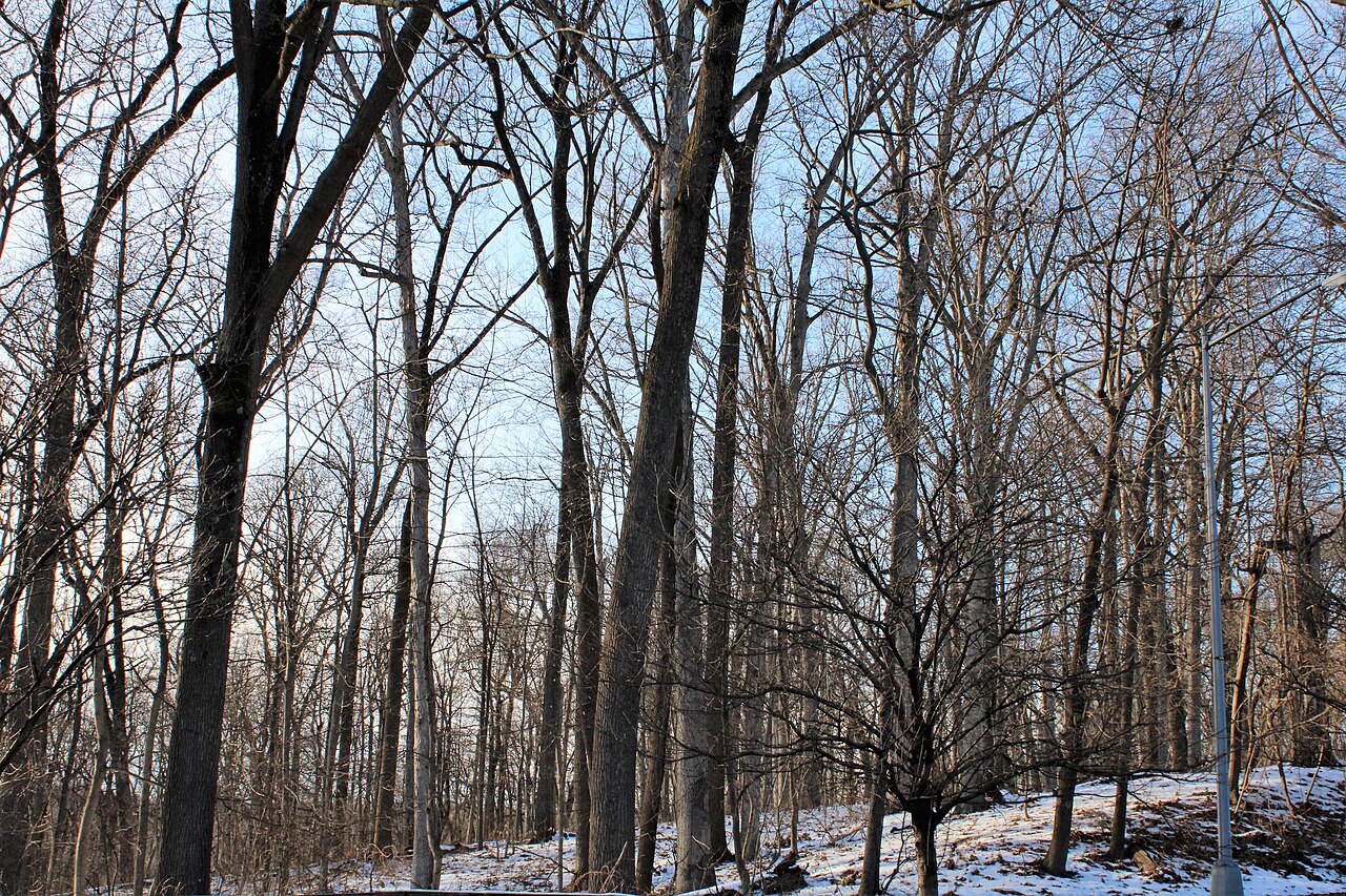 Rock Creek Park - Winter 2021 01, illustrative photo
