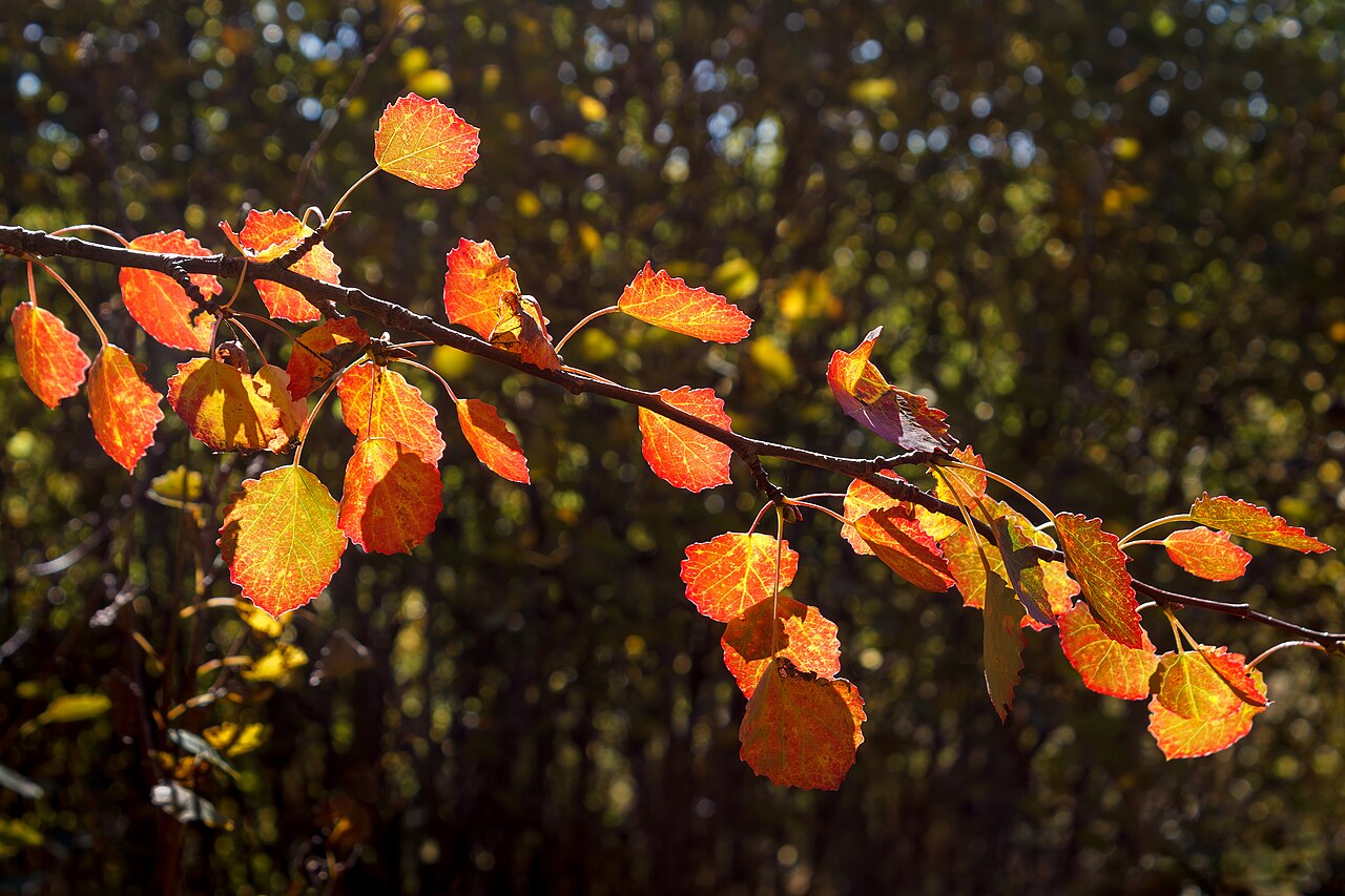 Red aspen leaves by Myrstigen 1, illustrative activity photo