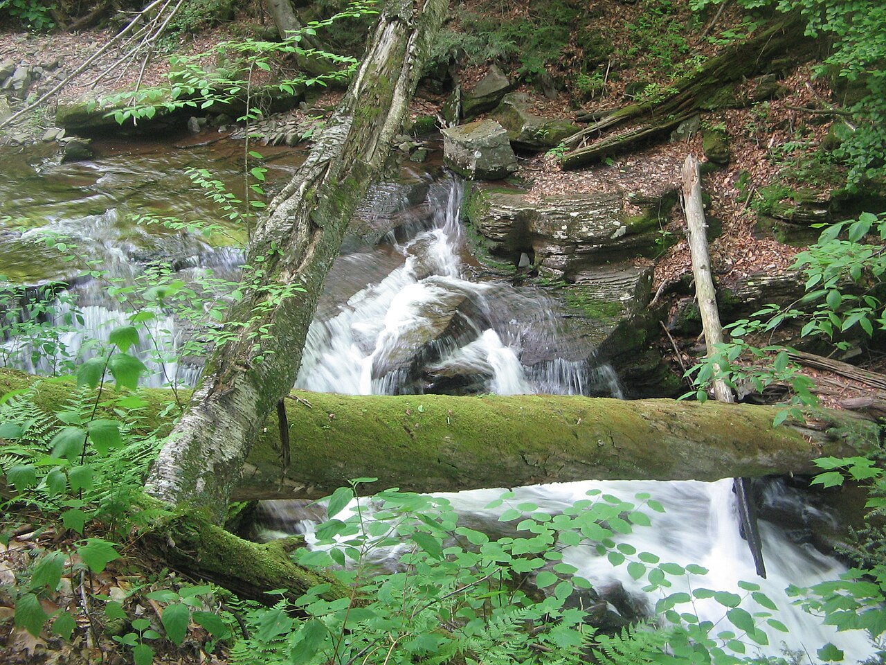 Ricketts Glen State Park Timber, illustrative activity photo