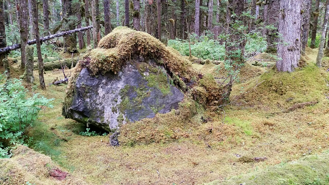 Glacier Bay National Park rain forest, illustrative photo
