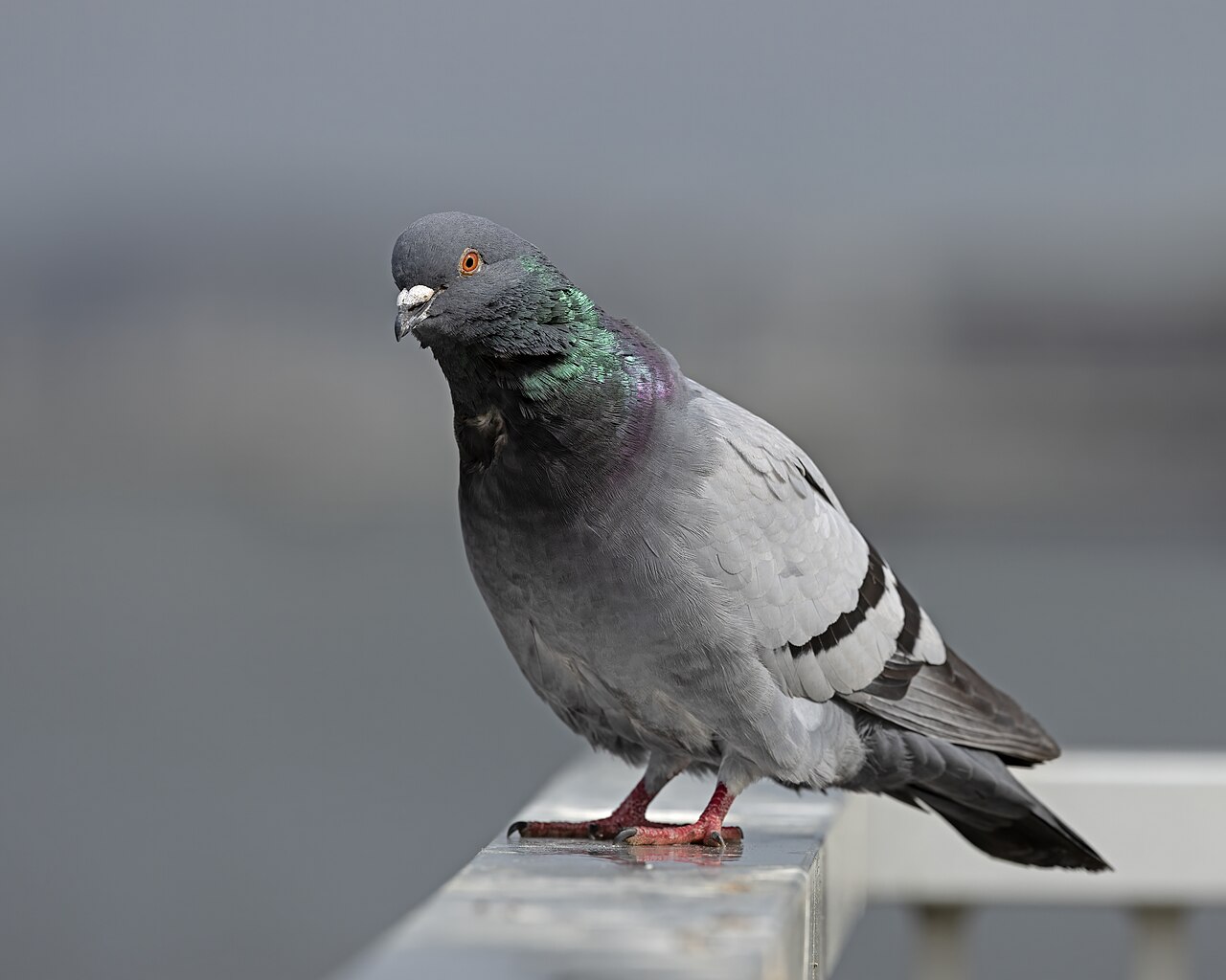 Feral Pigeon OCNJ, illustrative activity photo