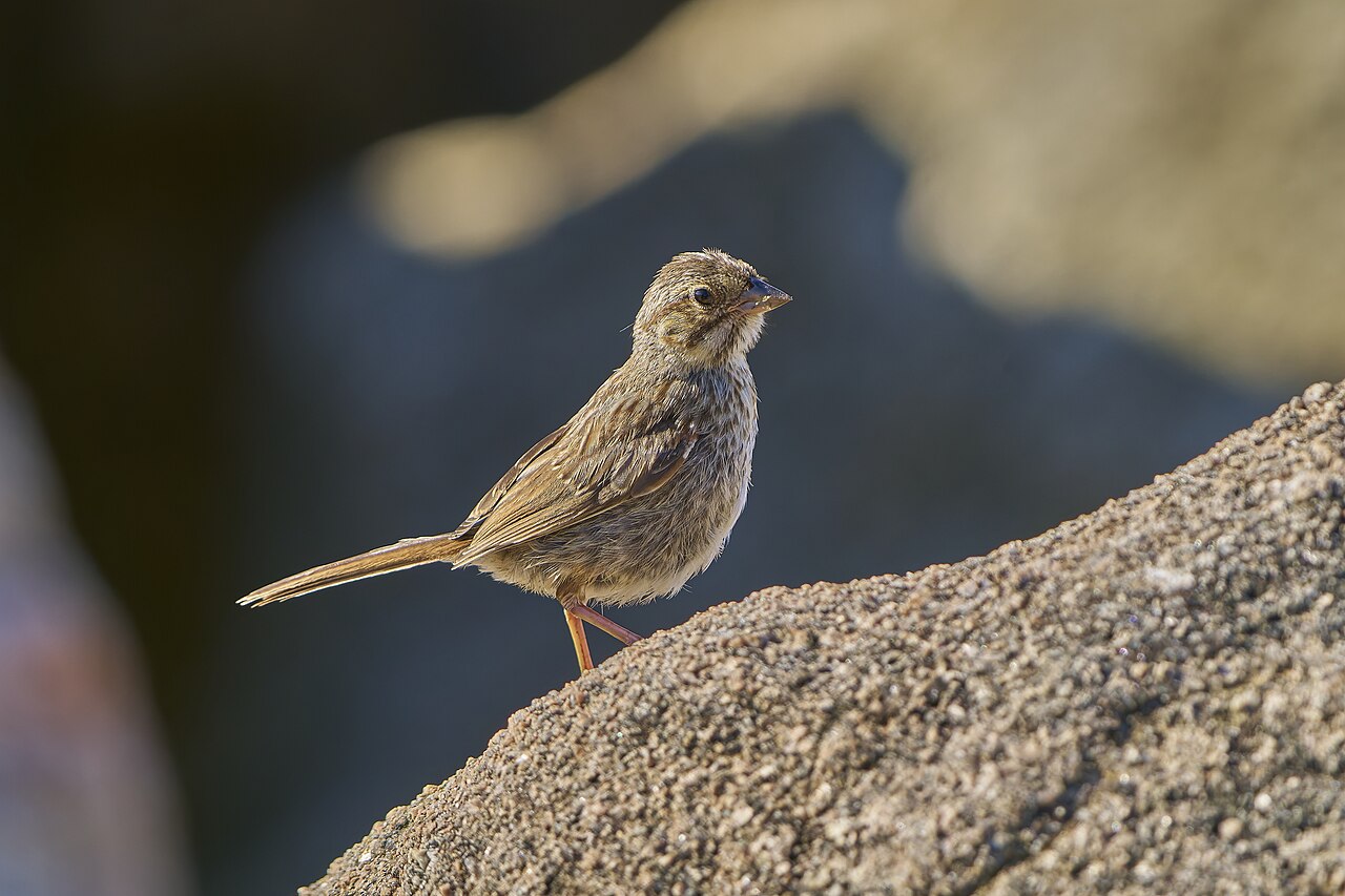 20250719 song sparrow hammonasset beach state park PD200228, illustrative photo
