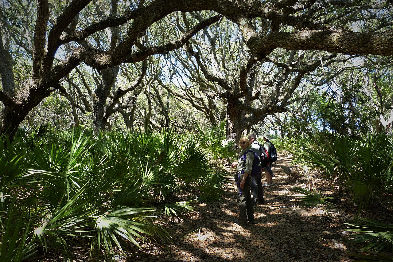 Cumberland Island (38391661761), illustrative activity photo