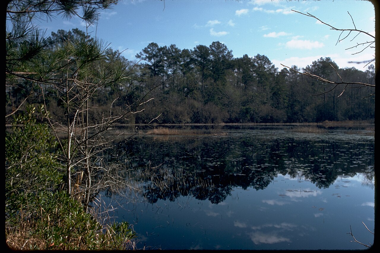 Big Thicket National Preserve BITH2494, illustrative photo
