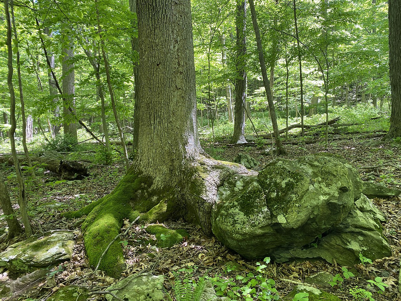Catoctin Mountain Park - 52902229121, illustrative activity photo