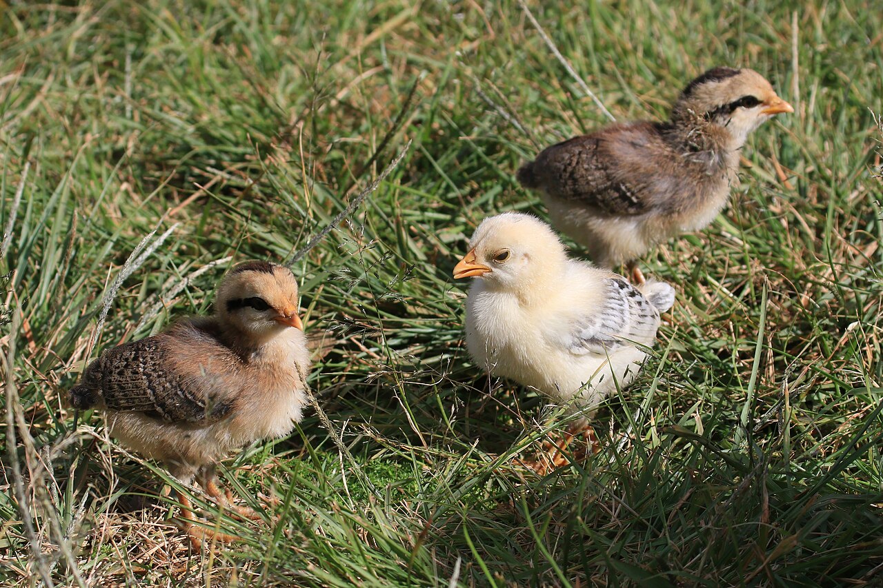 Kauai Feral Chicks 2875, illustrative activity photo