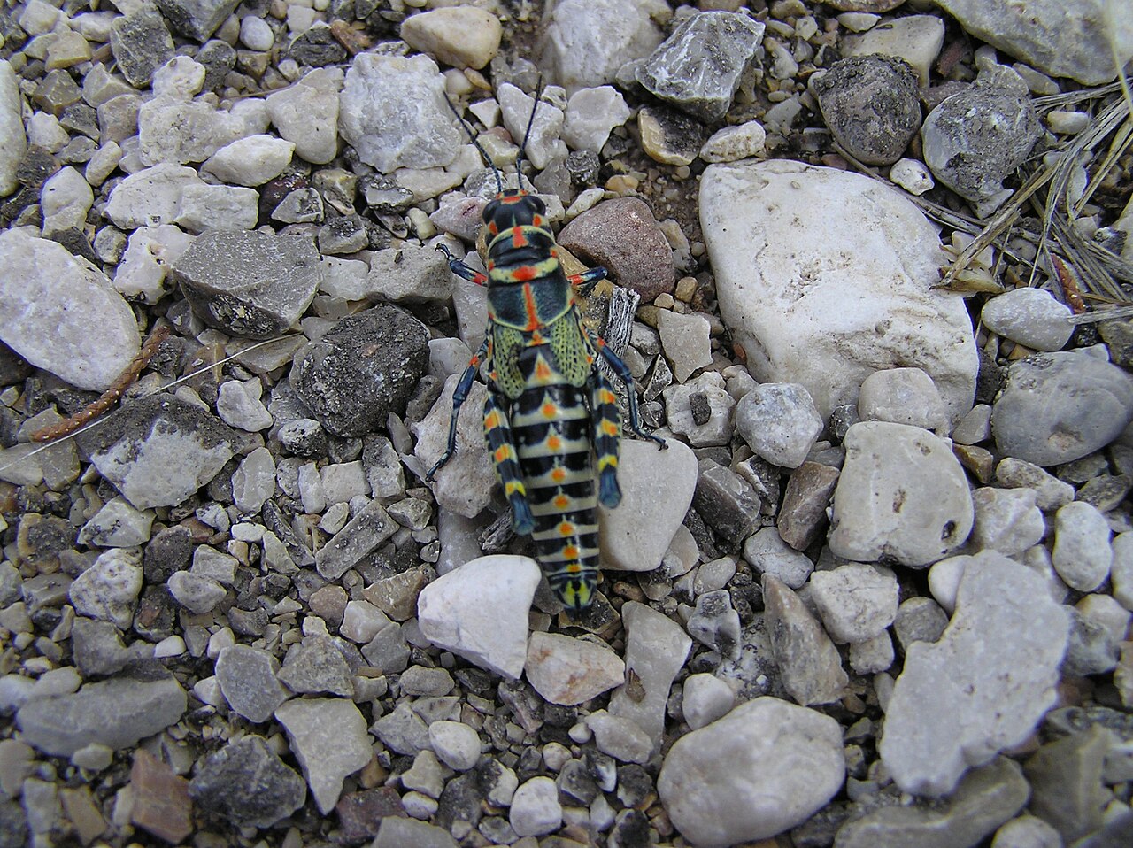 Grasshopper in Guadalupe Mountains National Park, illustrative activity photo